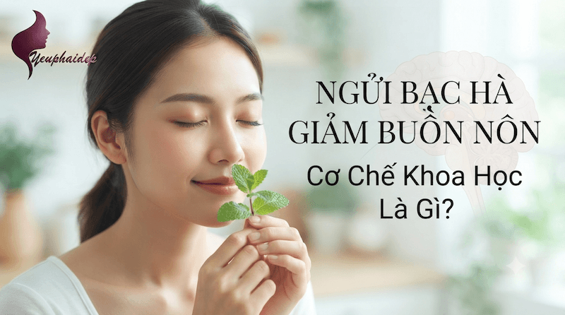 Ngửi Bạc Hà Giảm Buồn Nôn: Cơ Chế Khoa Học Là Gì?